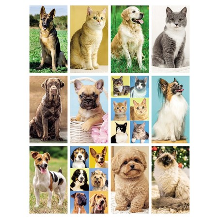 CANI E GATTI