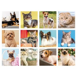 CANI E GATTI