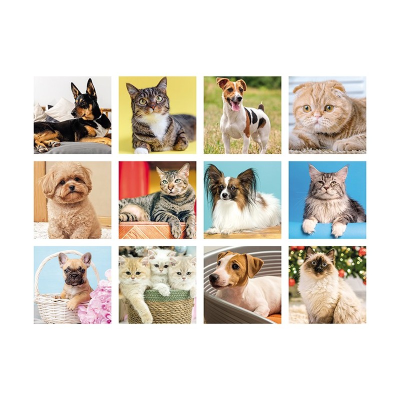 CANI E GATTI